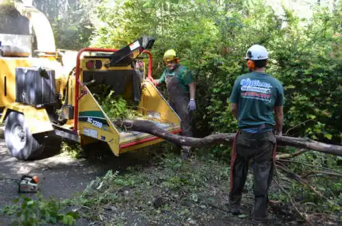 tree services Metropolis